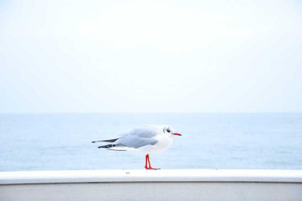 New Ocean Data Reveals Surprising Marine Life Migration Patterns